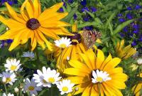 Flowers Uwe H. Friese.jpg Flowers Uwe H. Friese.jpg